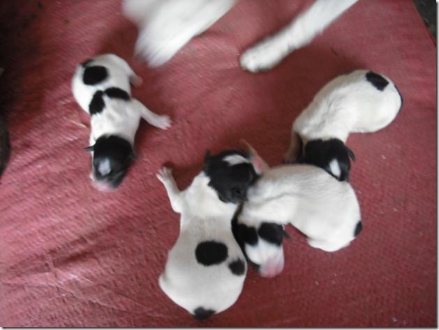 fotos de perritos imagenesifotos.blogspot (9)