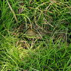 Cursus weidevogel-bescherming april 2011