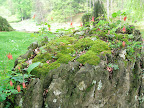 Many of the rocks support a miniature garden like this.