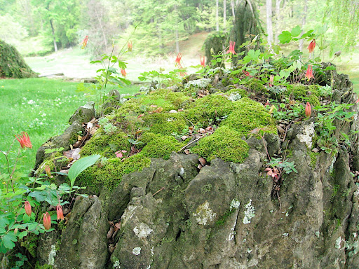 Many of the rocks support a miniature garden like this.
