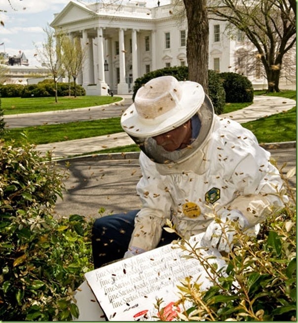 white house Bees