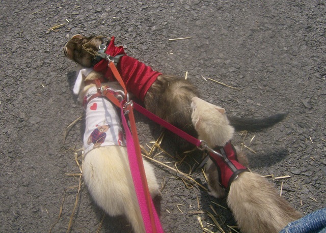 [FashonableFerrets%2520023%255B3%255D.jpg]