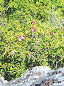 Photo of plants 2x.jpg
