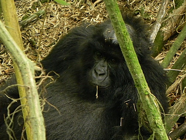 [Rwanda_Gorillas-121%255B1%255D.jpg]