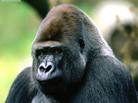 Brooding, Western Lowland Gorilla.jpg