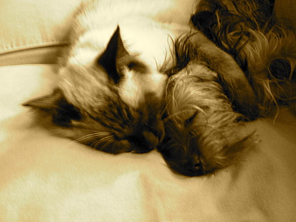 Frankie and Looney, Brentwood, California. Frankie and Looney, Brentwood, California.