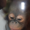 Orangutan Island 060.JPG