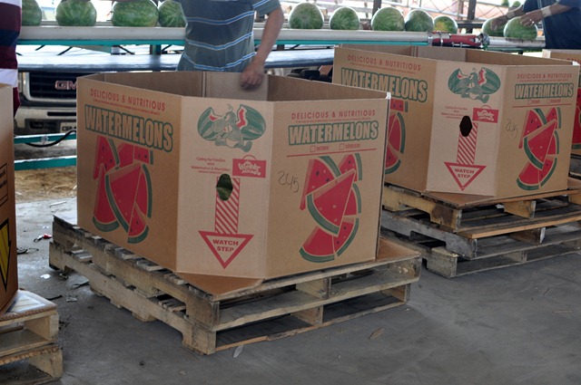 [watermelons%252011%25200705%2520%2528110%2529%255B4%255D.jpg]