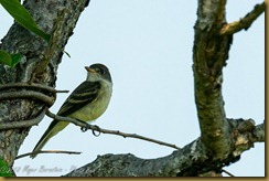 Willow?Alder Flycatcher