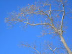 Sky and Tree