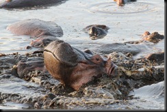 October 20, 2012 hippo head up