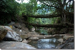 LivingBridge-Commons