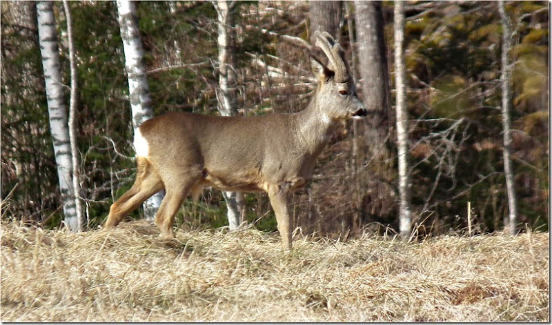 Gallnas 220312-Deer-001