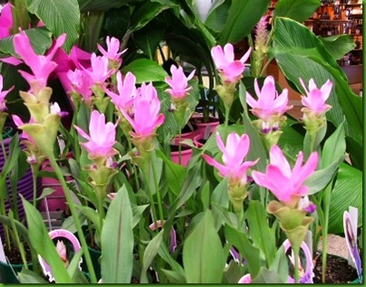 Curcuma alismatifolia