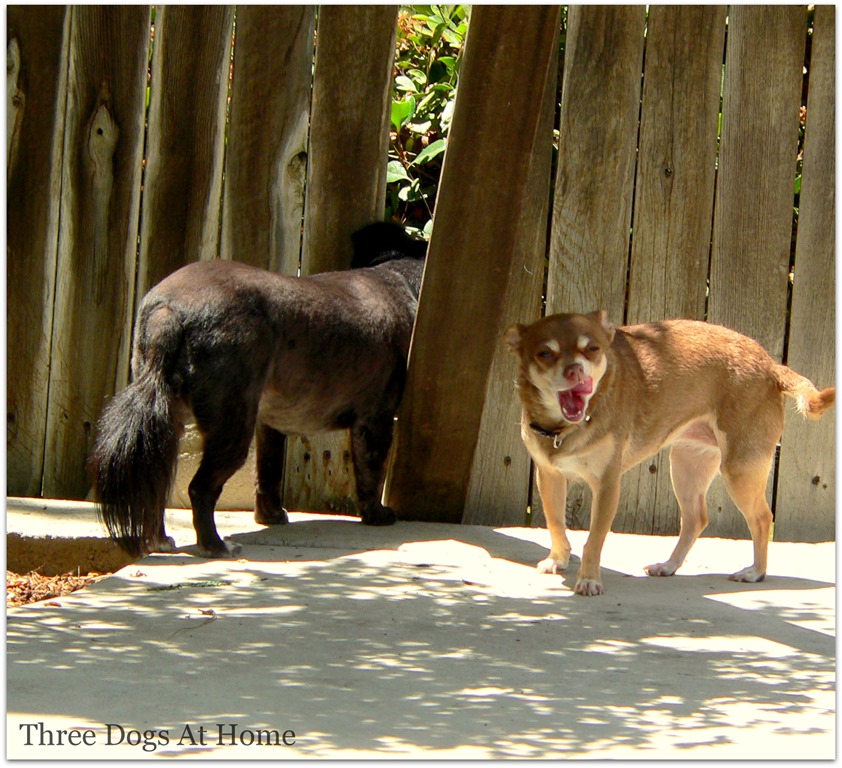 [dogs%2520at%2520fence2%255B4%255D.jpg]