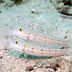 P7034404