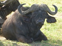 Big 5 Buffalo Big 5 Buffalo