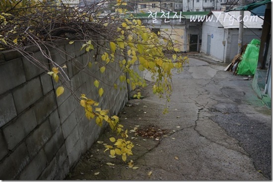 철천지DSC03762-20121112-152349 철천지DSC03762-20121112-152349