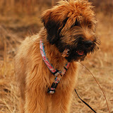 Abi - DSC_0016.jpg