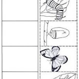 METAMORFOSIS-MARIPOSA-2.jpg