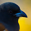 Rufous Treepie