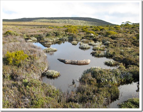 Pool on Wellington plateau Pool on Wellington plateau