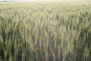 Harvest Time