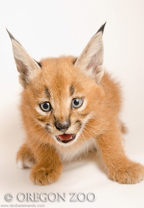 Caracal Kitten Caracal Kitten