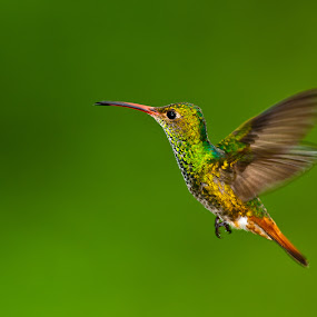 by Gorazd Golob - Animals Birds