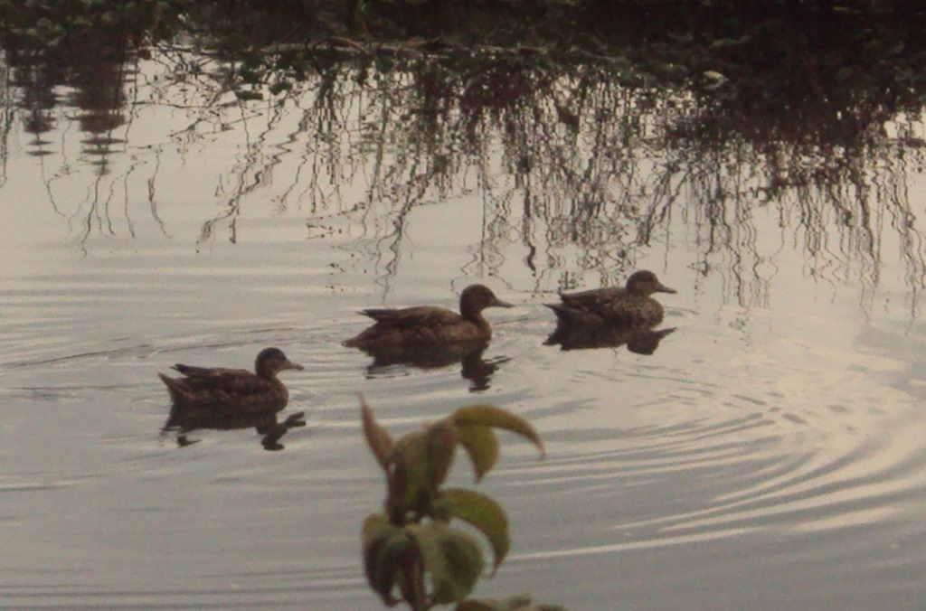 Humedal la Conejera, pato andino