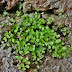 Adiantum%252520capillus-veneris%25252c%252520tathev%25252c%252520satan%252527s%252520bridge%25252c%2525202010.04.25