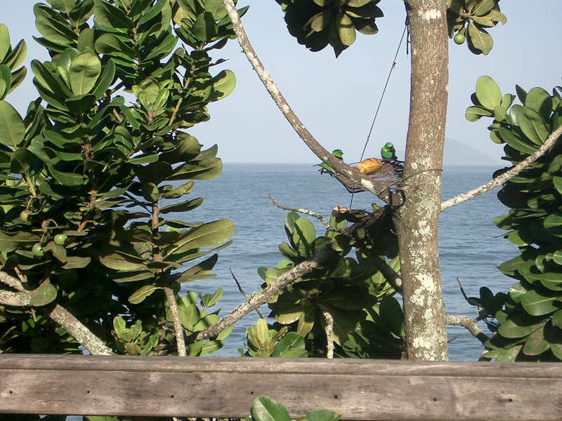 Fotos de Pássaros. Foto numero 3724597496. Fotografia da Pousada Pe na Areia, que fica em Boicucanga, próximo a Maresias, Litoral Norte de Sao Paulo (SP).