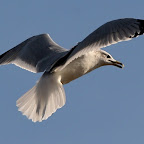 Ring-billed Seagulls