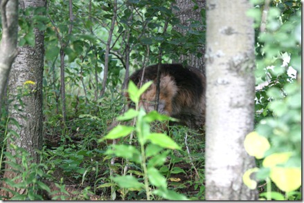 2011.8.13 Olivia on a walk in woods-23