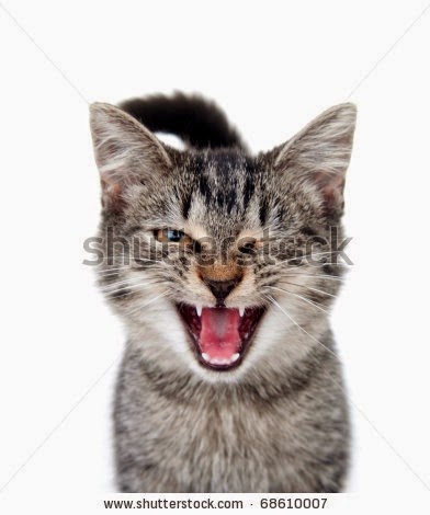 [stock-photo-cute-tabby-cat-crying-with-one-eye-closed-on-white-background-68610007%255B2%255D.jpg]