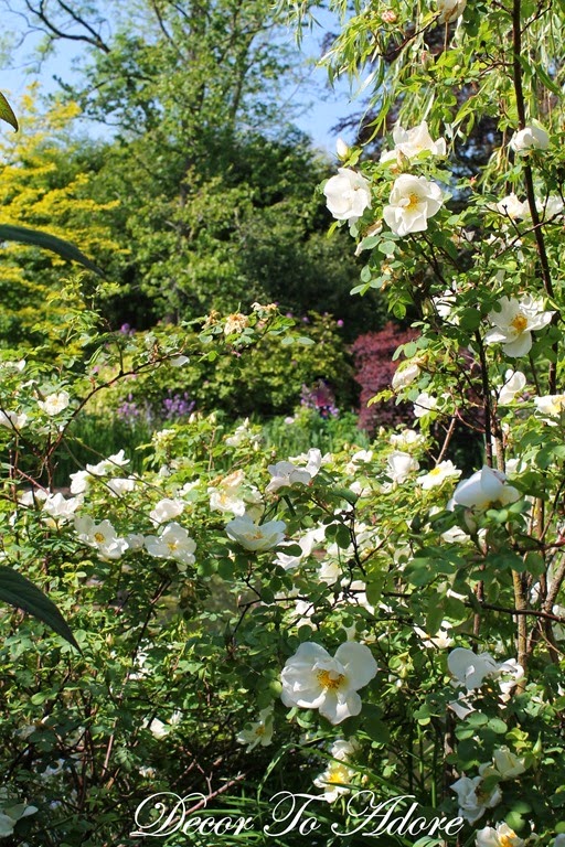 Roses in Monet's Garden