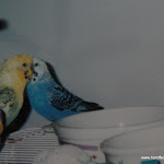 Old Budgie Pics 031.JPG