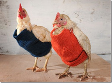 proteger-gallinas-frio-invierno