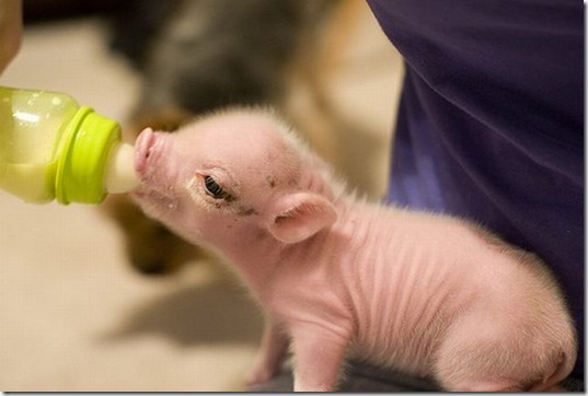 funny-animals-haha-30