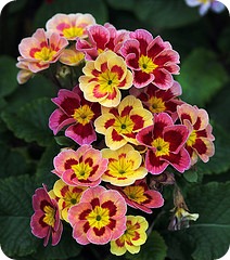 Speaking about flowers... Speaking about flowers...