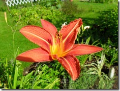 Hemerocallis_