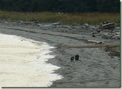 Day21FtWorden river otters