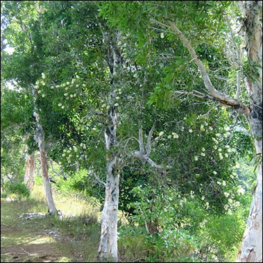 Sandlewood Tree in Marayoor
