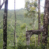 A look back up at the tops, Gn Salahutu (Daniel Quinn, December 2010)