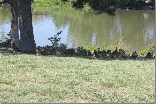 IMG_4008 IMG_4008