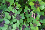 The oxalis at its base is so pretty.