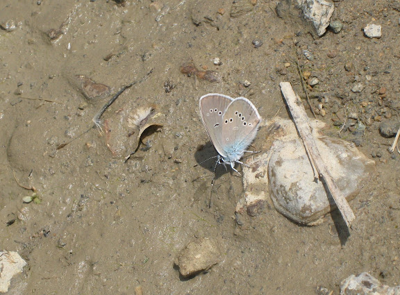 Cyaniris semiargus ROTTEMBURG, 1775. Tigrovoy (Primorskij Kraj, Oussouri), 21 juin 2011. Photo : G. Charet
