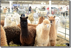 Alpaca Show - Stoneleigh Park