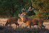 Afbeelding 1045.jpg