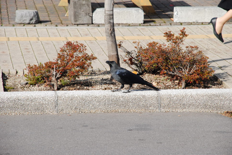 hokkaido_201.jpg